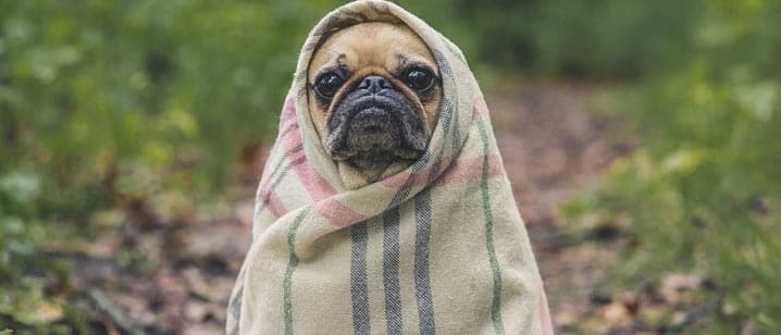 PET-DICAS: Cachorro sente frio? Dicas para baixas temperaturas