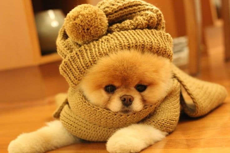 Com chegada do inverno, doenças respiratórias em pets aparecem com maior frequência e exigem muita atenção dos tutores