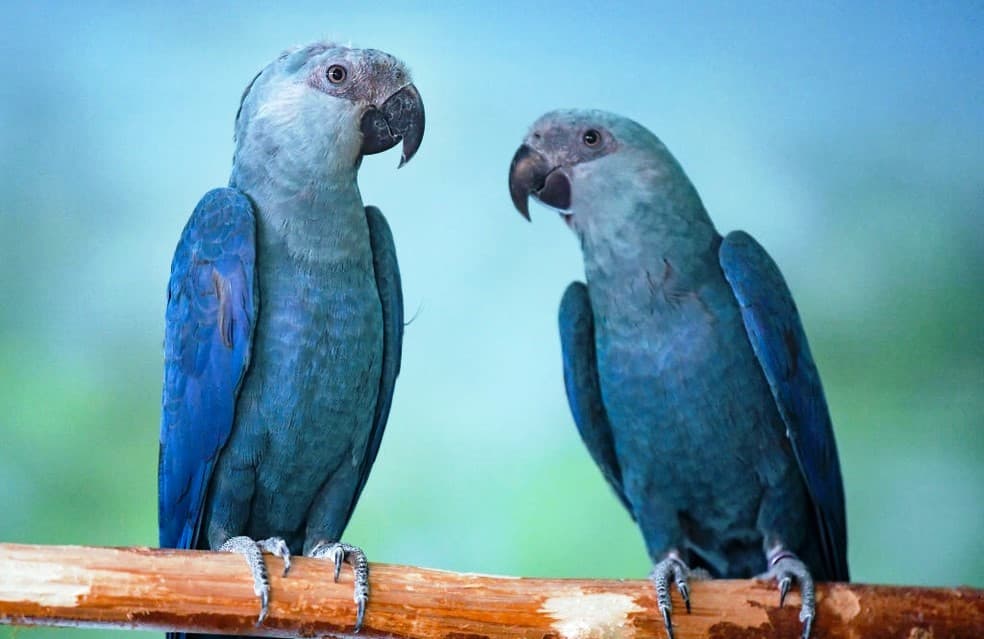 Conheça 5 dos principais animais em extinção