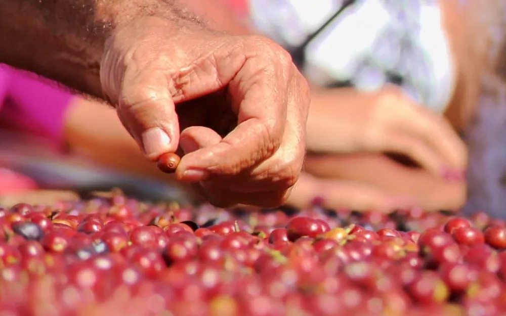 Preços dos fertilizantes disparam e cafeicultores se preocupam com aumento dos custos de produção