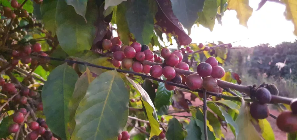 Estimativa de colheita de café em Minas Gerais cai quase 20% por causa de problemas climáticos