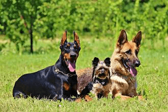 MUNDO PET: Displasia coxofemoral causa dores e prejudica qualidade de vida de cães