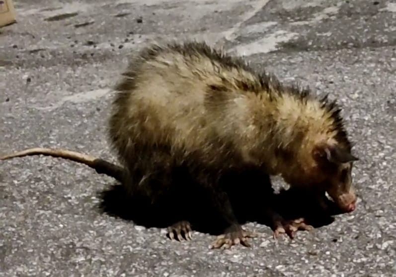 PLANTÃO CONEXÃO: REPORTAGEM SE DEPARA COM ANIMAL SILVESTRE FERIDO E ACIONA CORPO DE BOMBEIROS