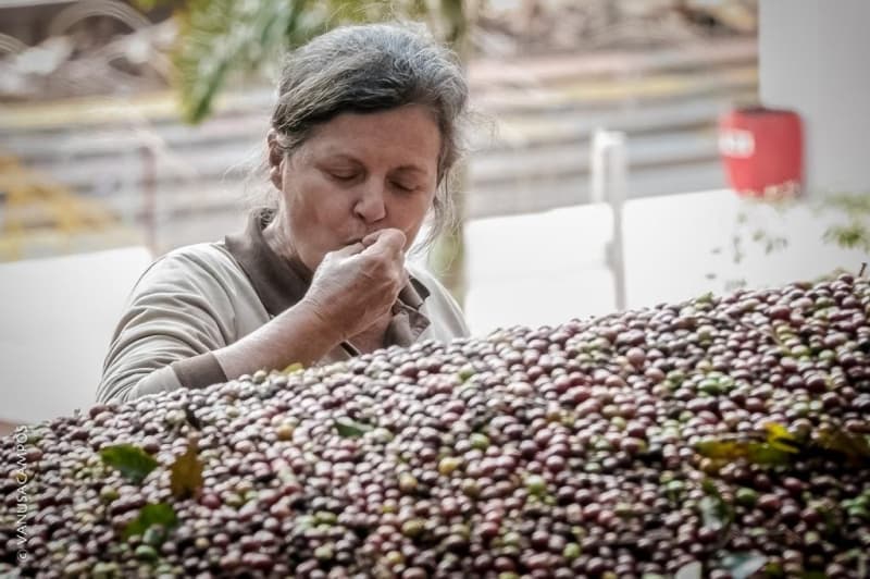 OURO VERDE: Brasil exporta quase 90% de todo café especial que produz